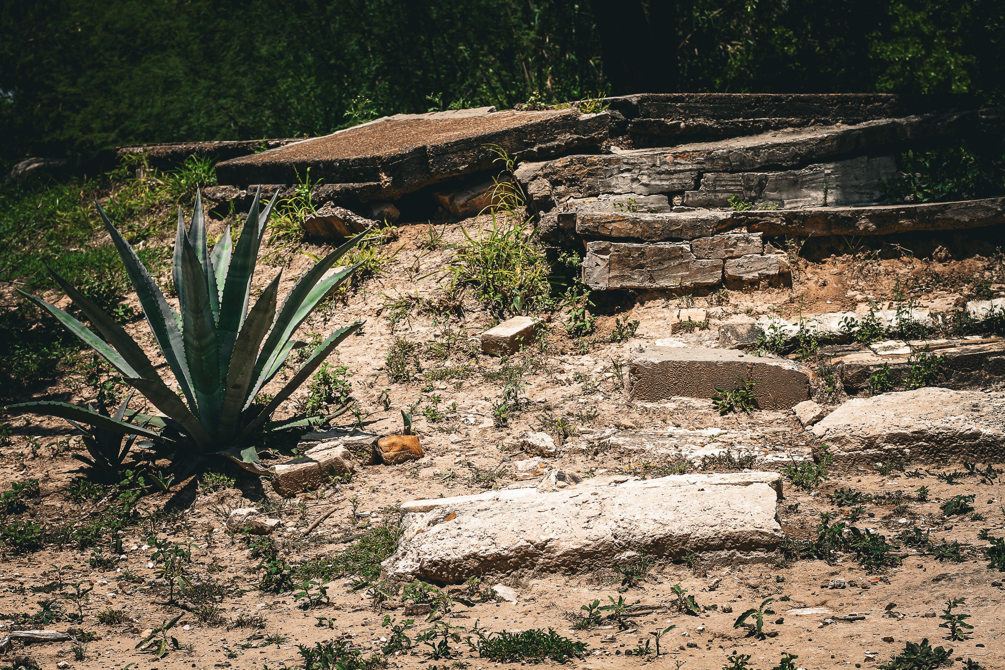 A large agave plant stands on a sunny, sandy slope. To the right, broken concrete slabs and blocks form a rustic, crumbling set of steps. Lush green trees line the background behind the earthen hillside.