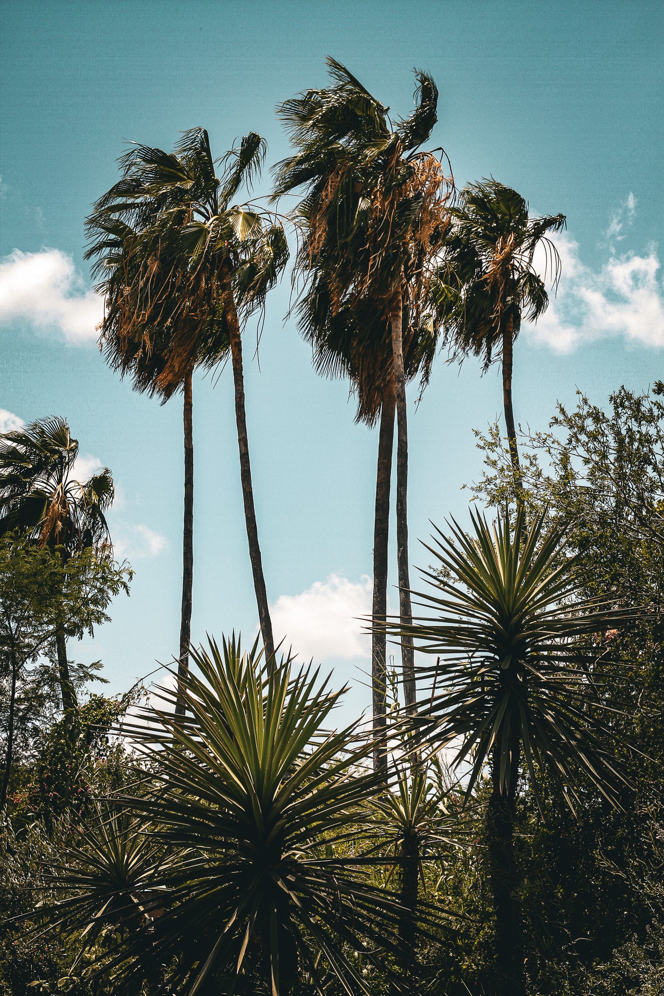 Several tall, slender palm trees reach toward a bright blue sky with light, scattered clouds. In the foreground, spiky yucca plants and dense green tropical foliage frame the landscape. The upper palm fronds sway gently in the bright afternoon daylight.